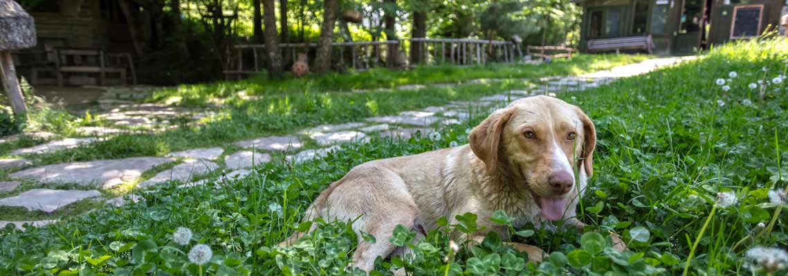 Hindiba Doğa Evi Bahçedeki Köpekler